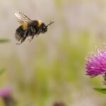 Vacunar a las abejas, una opción para disminuir la muerte de estos importantes polinizadores