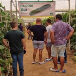 Éxito de las jornadas de campo de Semillas Fitó para mostrar su pepino holandés Nairobi