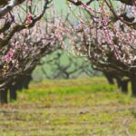 Innovación varietal y su impacto en el cultivo del Cerezo