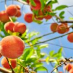 AGRO ECA PROTECT, el innovador Bioestimulante para todo tipo de frutales