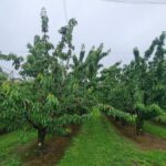 Cerezas tempranas en Nueva Zelanda