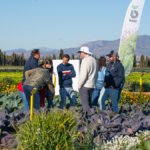 Innovación varietal en los Bejo Open Days en Murcia