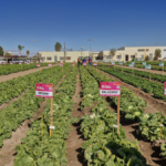 BASF | Nunhems ‘blinda’ su portfolio de lechuga